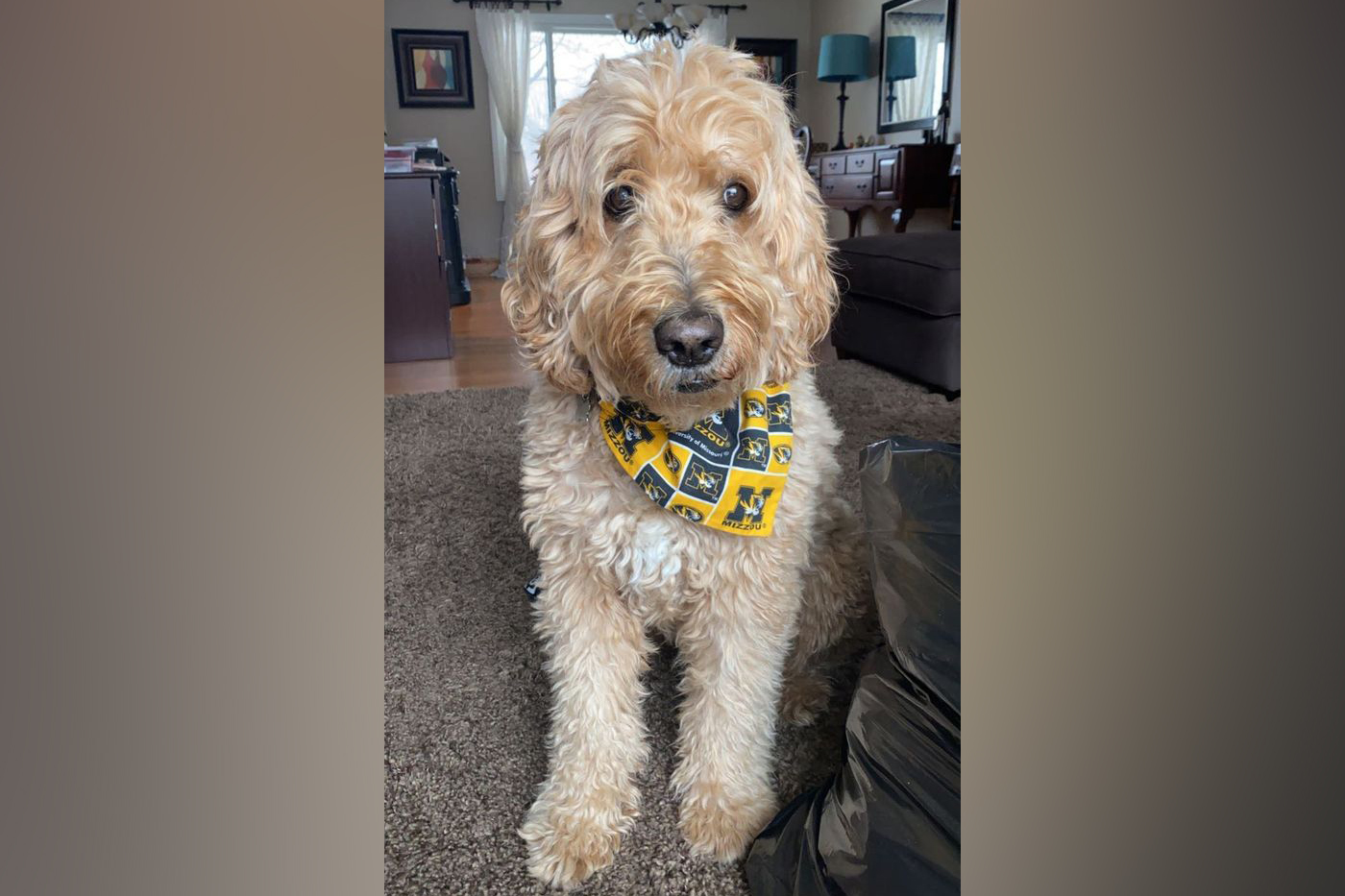 a goldendoodle with a mizzou scarf