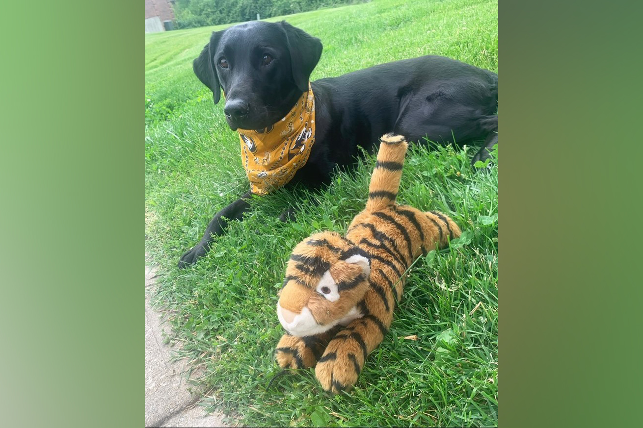 a black lab in a mizzou scarf with a tiger toy