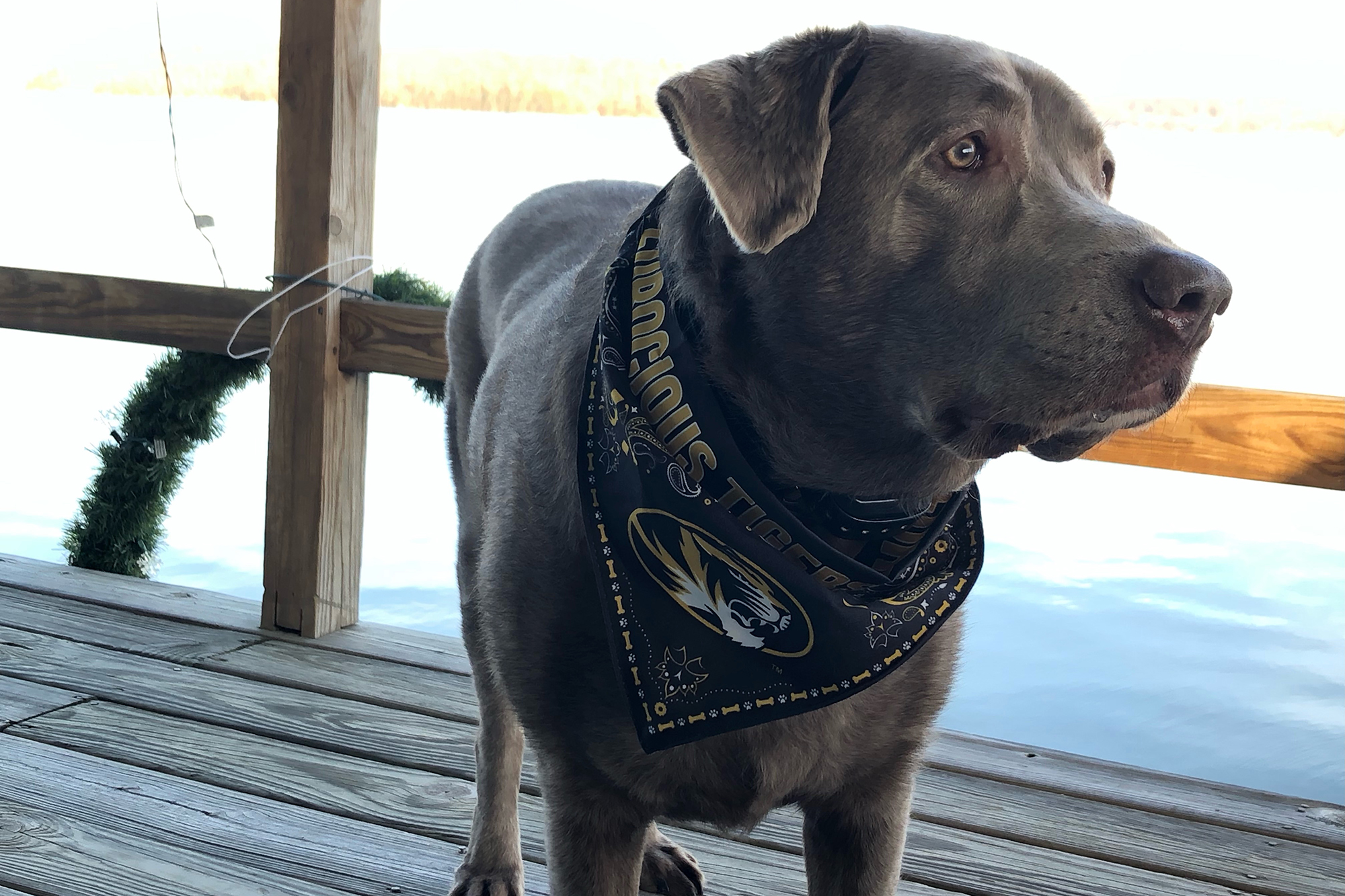 a brown lab in a mizzou scarf