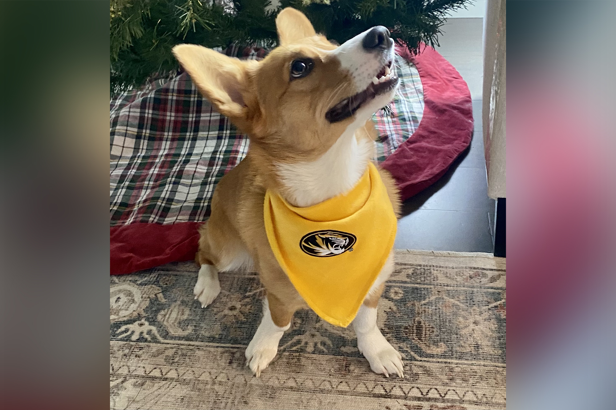 Photo gallery: 2022 National Dress Up Your Pet Day // Show Me Mizzou //  University of Missouri