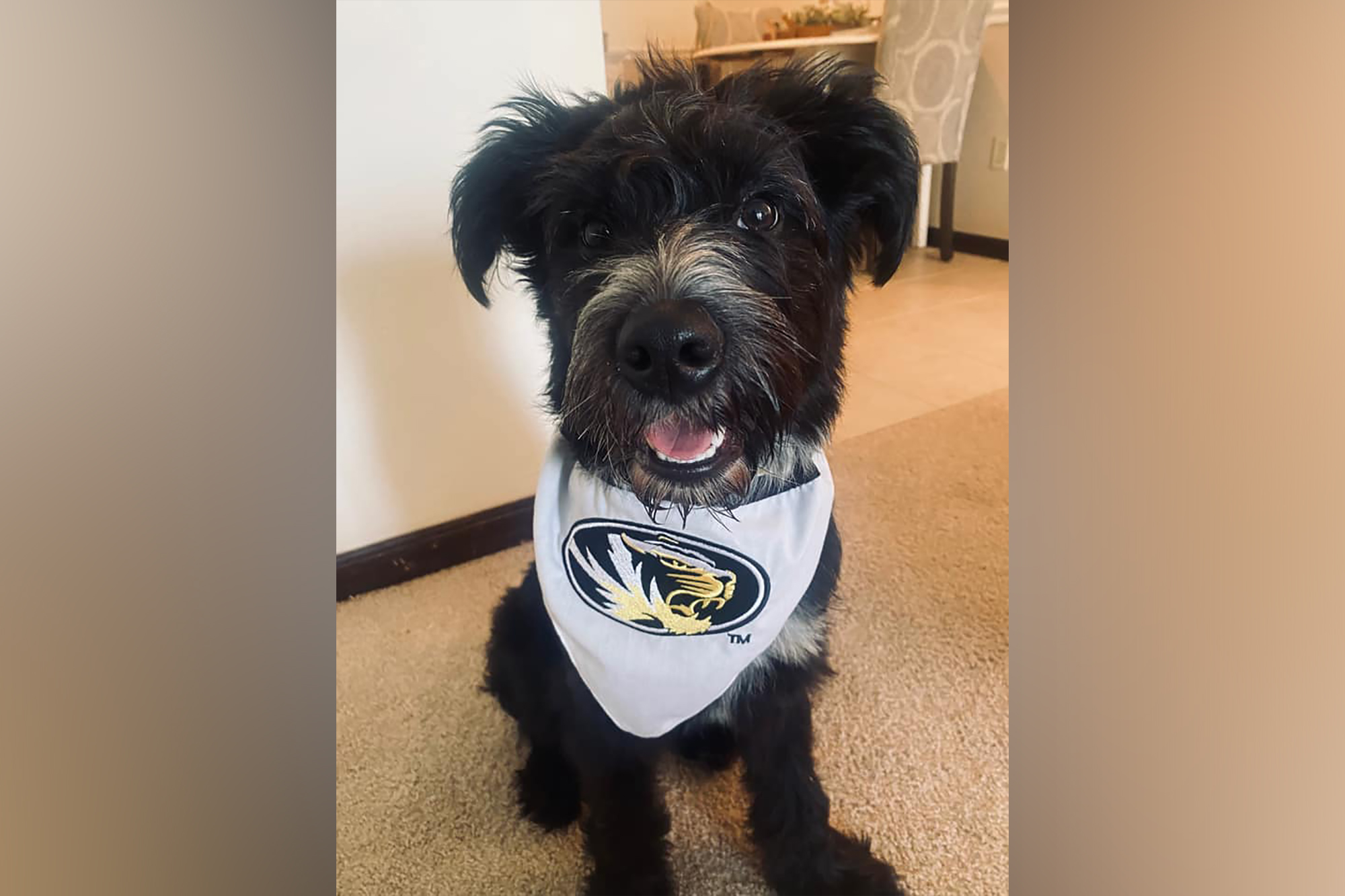 Mizzou dog clearance bandana