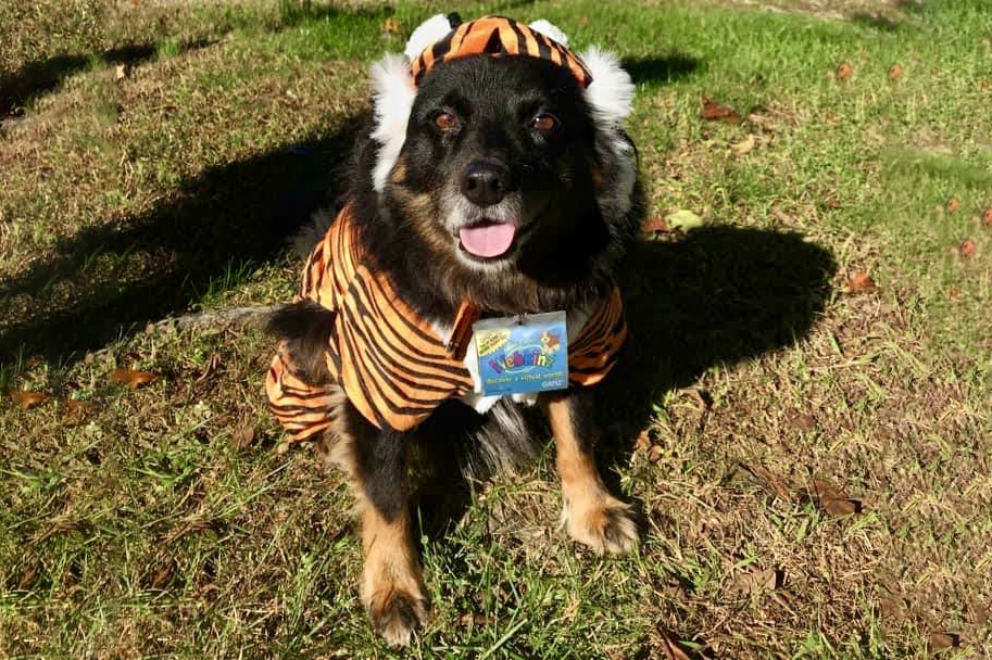 a black dog dressed as a tiger