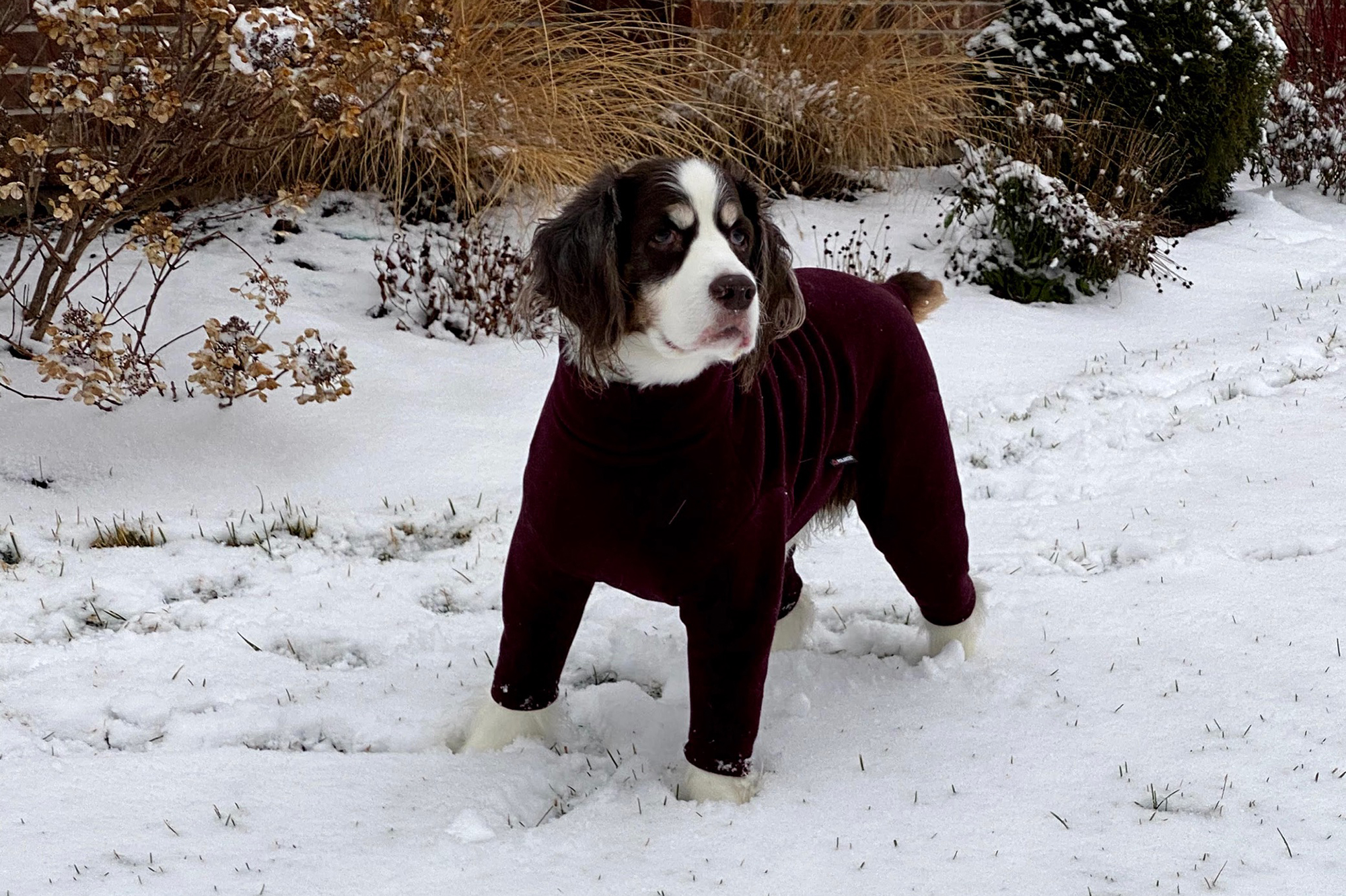 a dog in a sweater playing in the snow