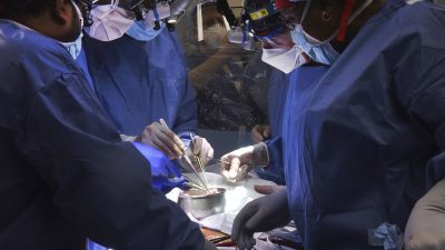 Surgeons perform a heart transplant from a pig to a human patient.