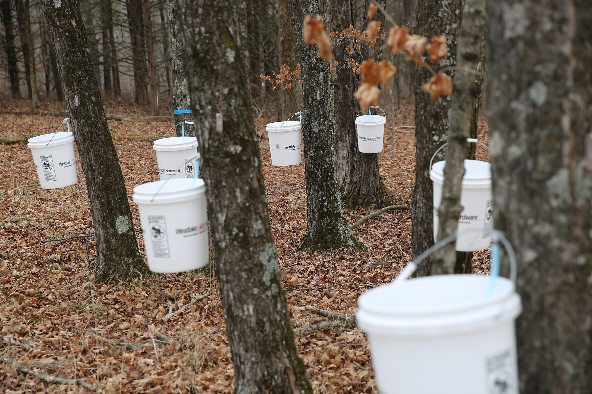 white buckets hang from trees in a forest