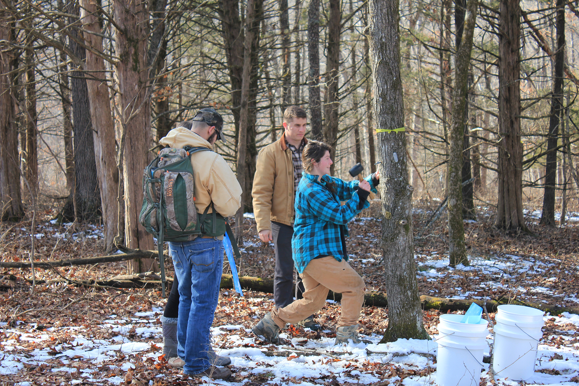 a small group of students work on adding spiles to trees in the forst