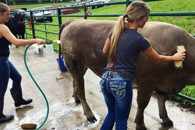Libby and sister Annie wash and brush a steer