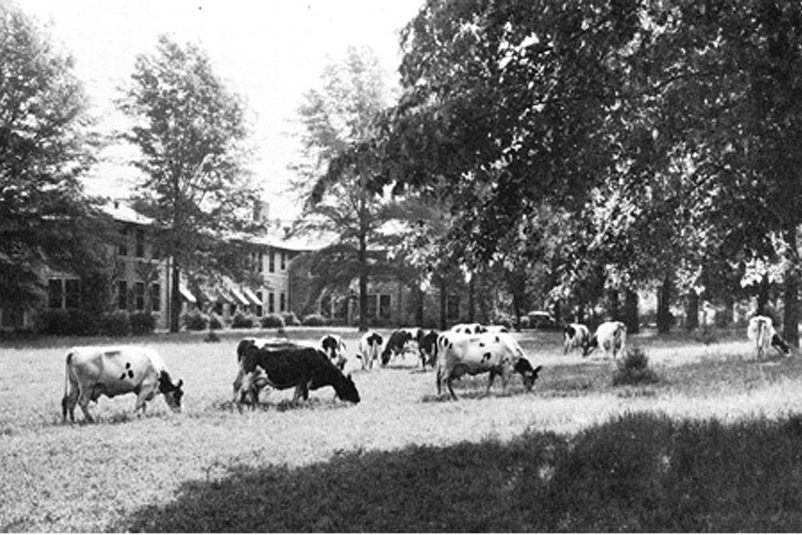 historic photo of cows