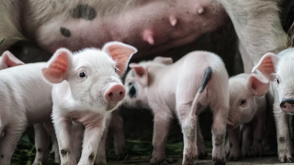This is a photo of pigs.