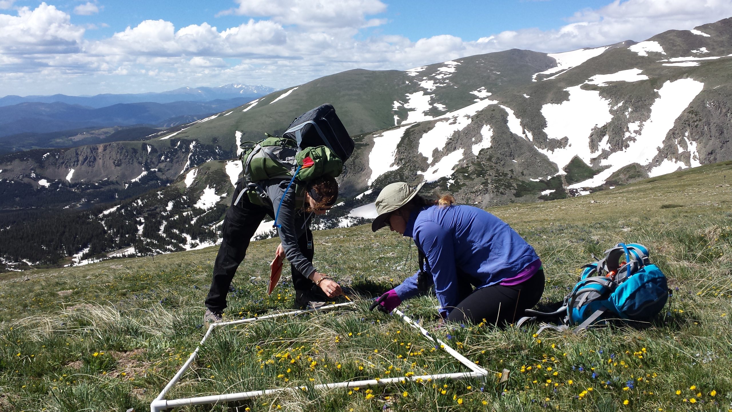 Researchers examine a patch of grass and flowers on a grassy mountain with snow covered mountains in the background.