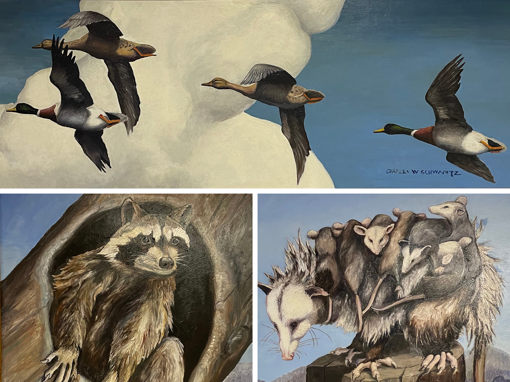 a composite of three animal pantings - ducks, a racoon, and an opossum with babies on her back