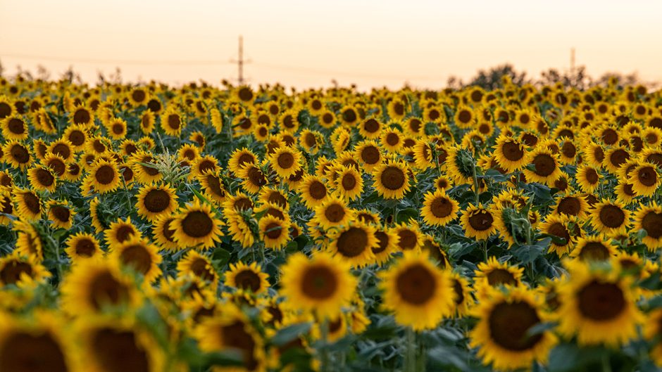 lots of sunflowers at sunset