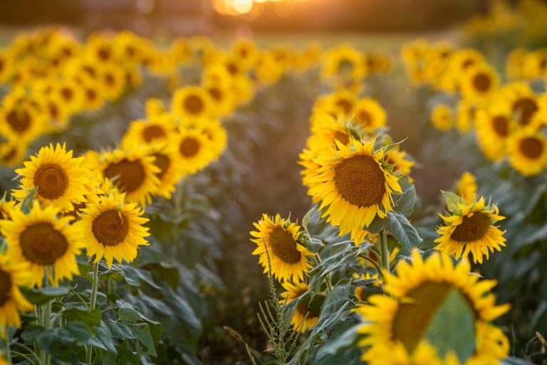 Photo gallery: South Farm’s sunflower field // Show Me Mizzou ...