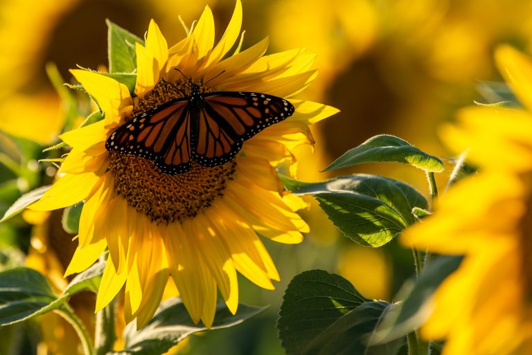 Photo gallery: South Farm’s sunflower field // Show Me Mizzou ...