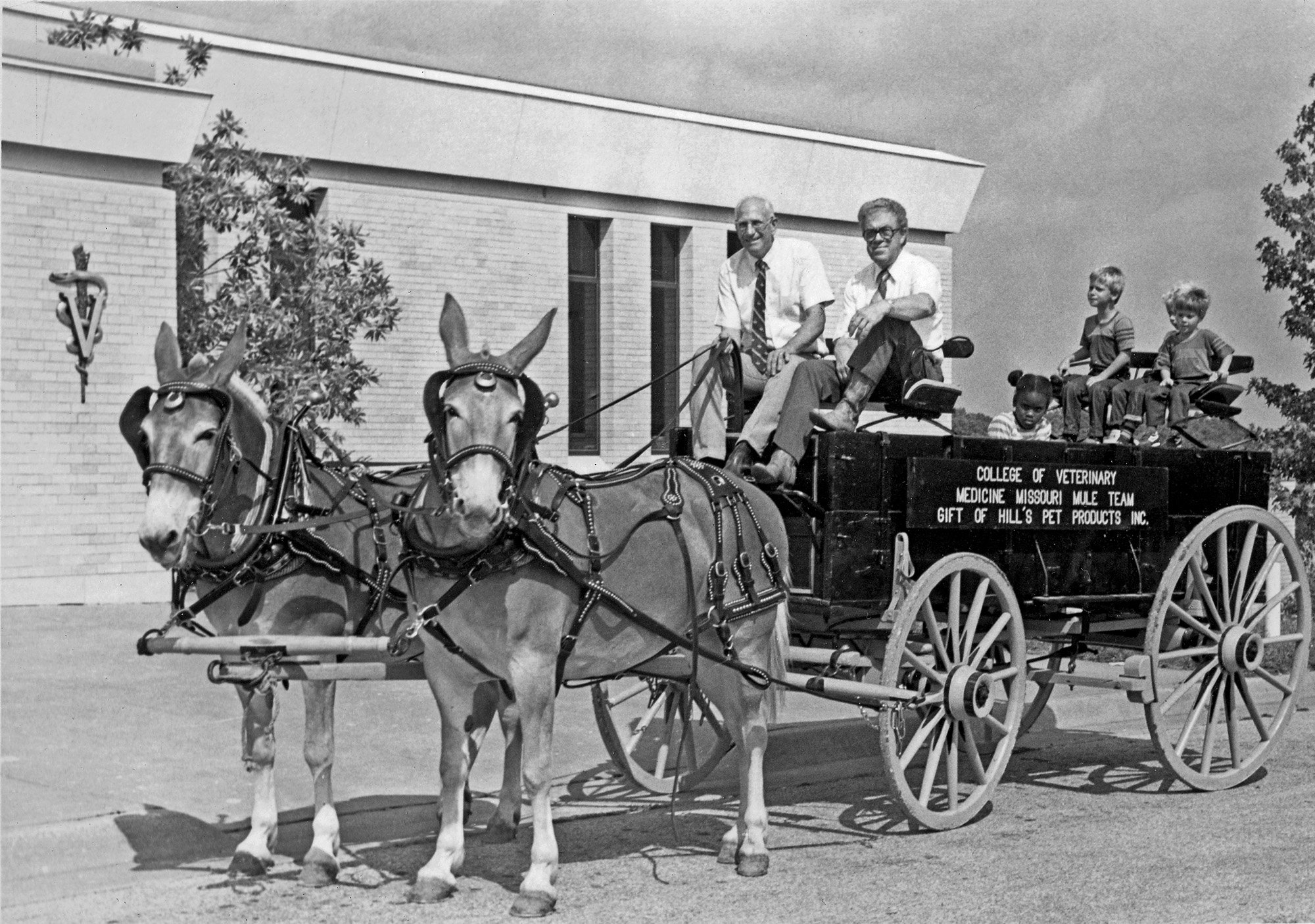 black and white photo of mules in front of the veterinary school