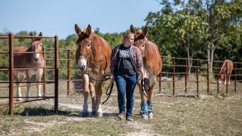 a woman walks two mules with additional mules penned in the background