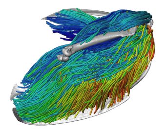 This is a picture of A three-dimensional view of the skeletal muscles responsible for flight in a European starling.