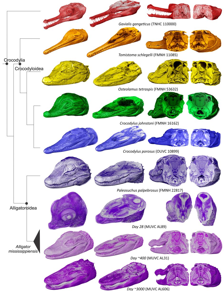 3D contrast imaging of different species of crocodilians and developmental sequences of alligators