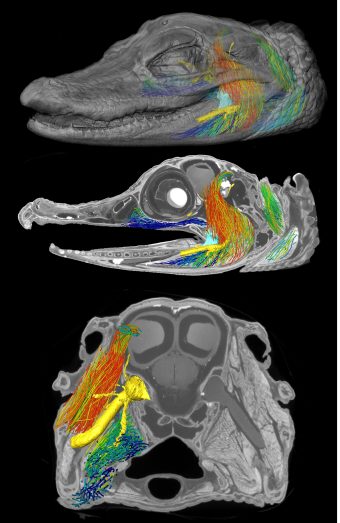 Contrast imaging data and machine learning approaches can now model the 3D architecture of jaw musculature. 
