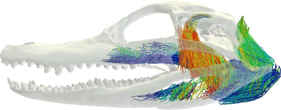 3D image of a gator skull that also shows muscle fibers
