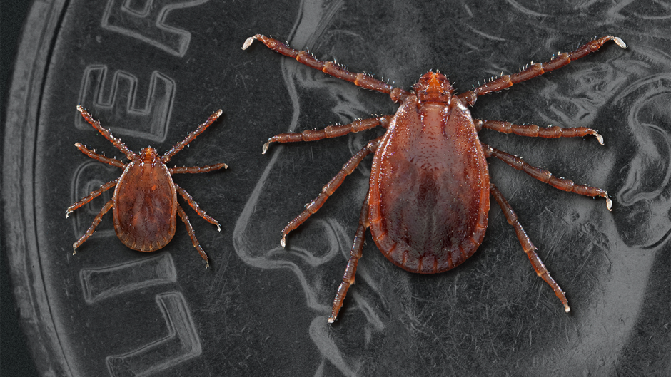 This is a photo of a tick.