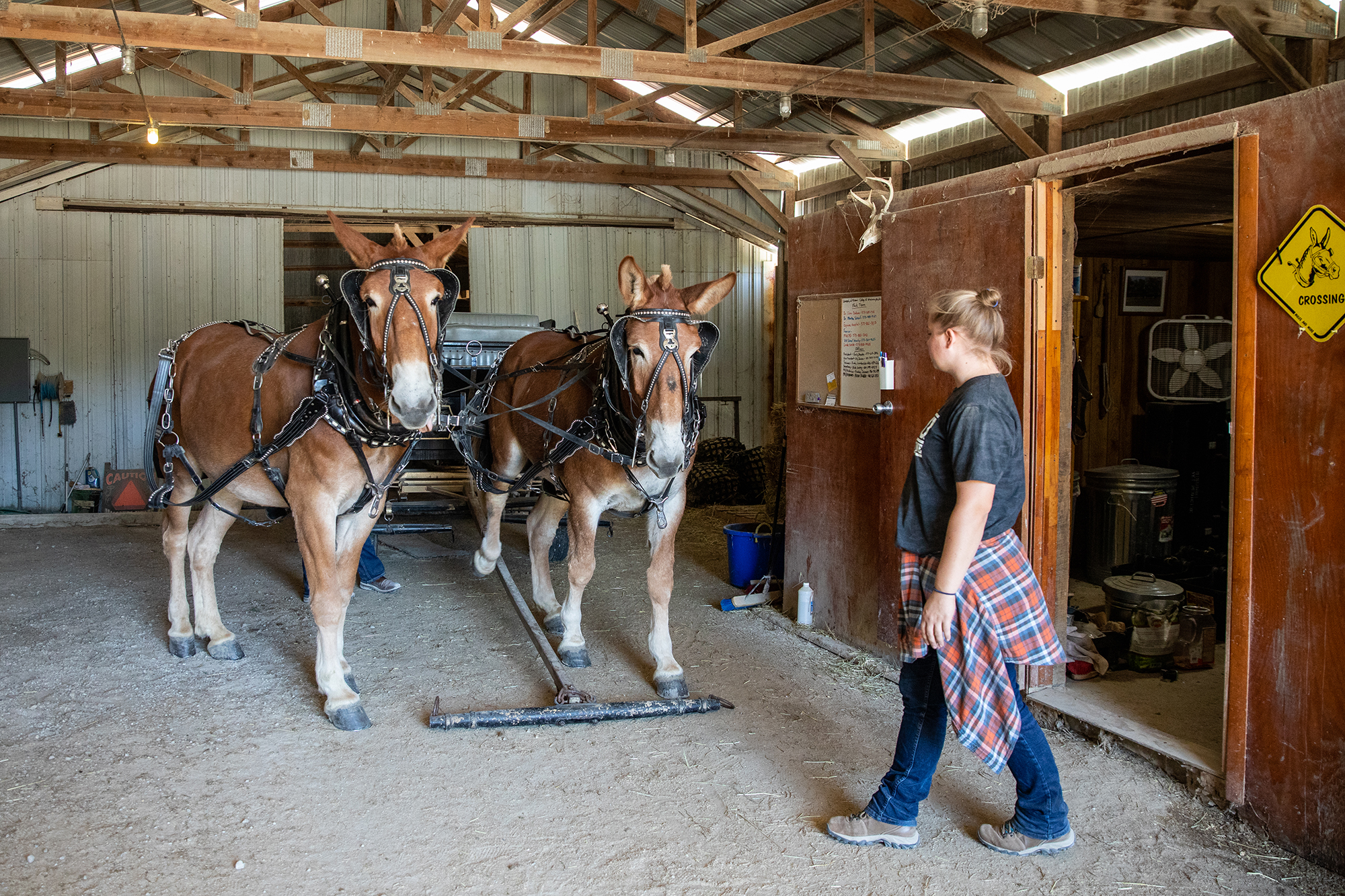 a woman gets the mules ready in the barn
