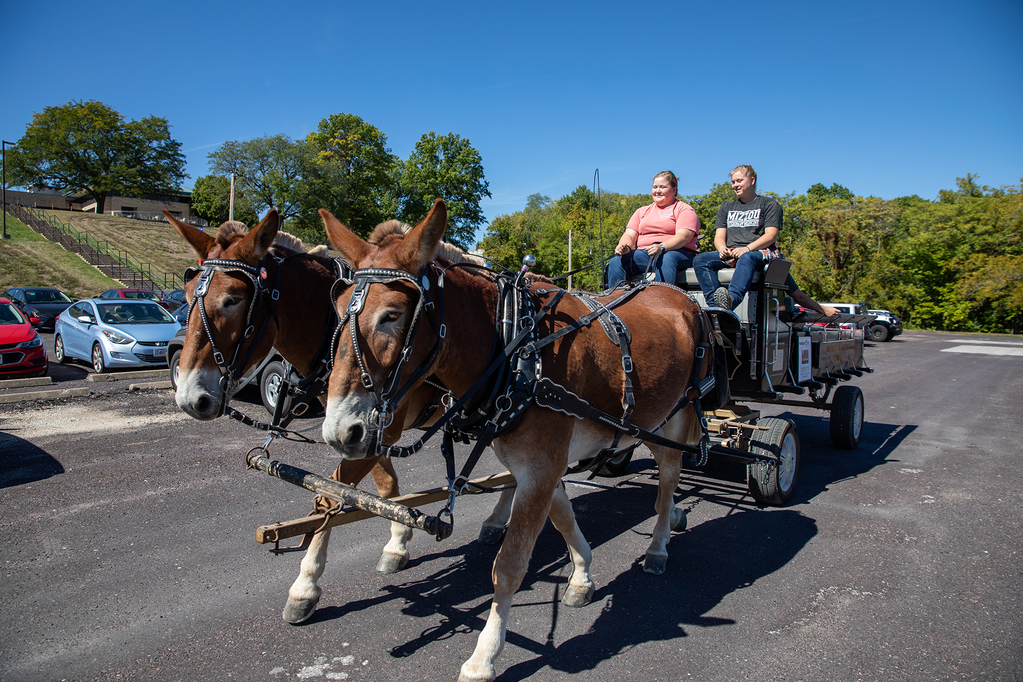 two women are pulled in a cart by two mules
