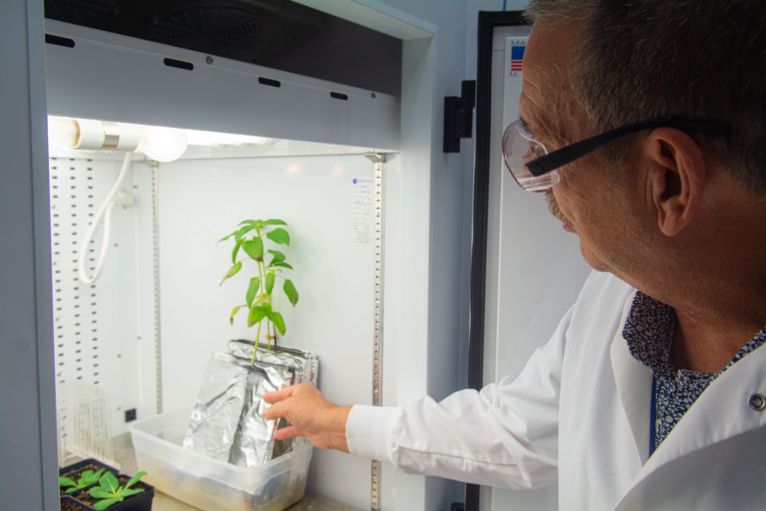 a man checks on a plant growing in in a box in a lab
