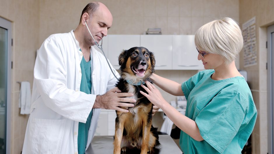 Veterinarians examine dog in clinic