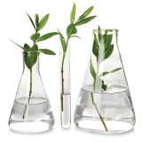 plants in beakers