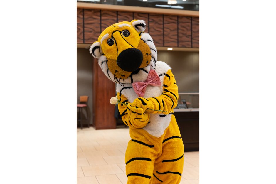 truman the tiger in a pink bow tie with a white rose