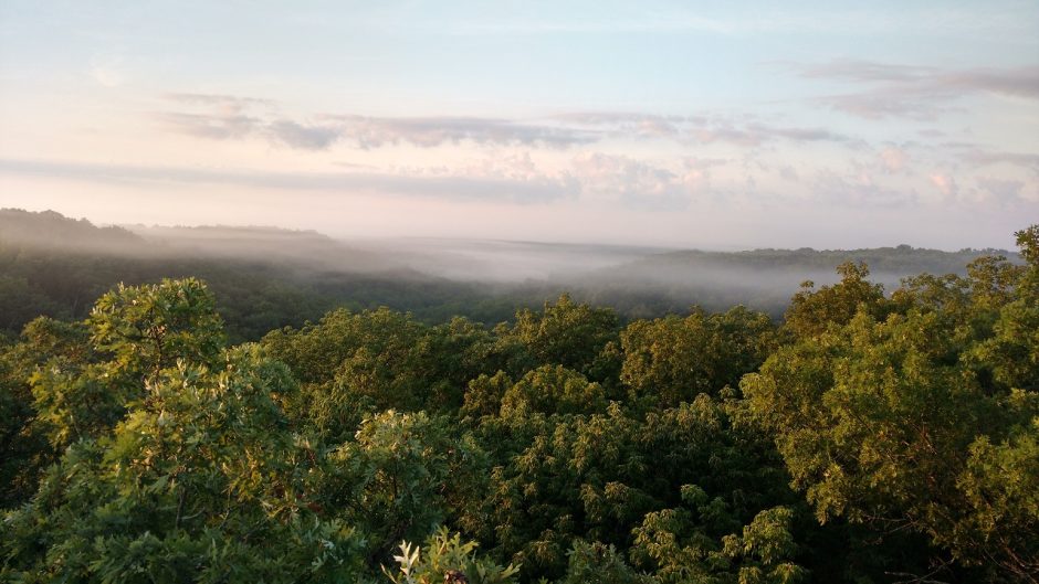 Treetop view of Baskett Forest, Missouri.