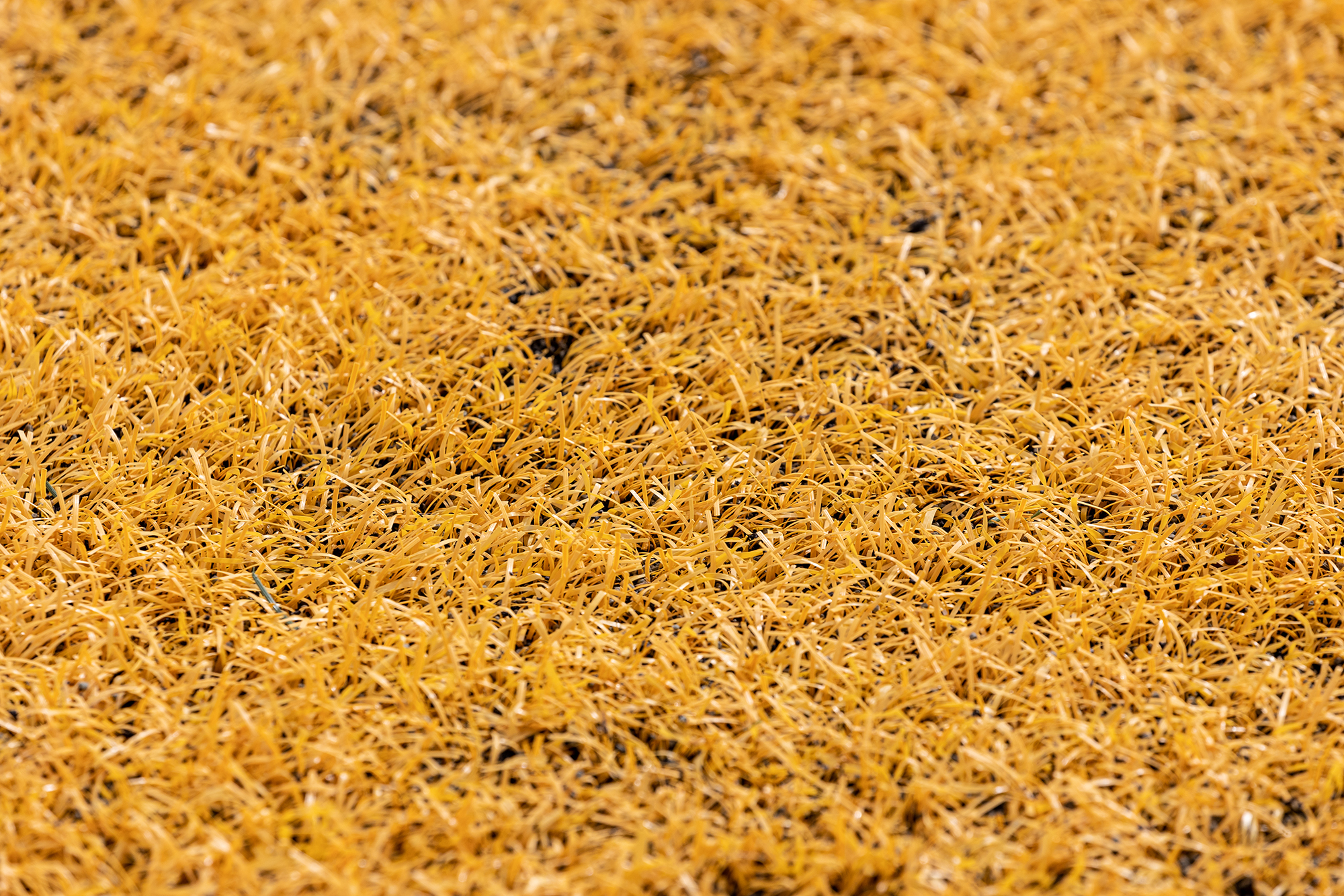 close up of yellow turf