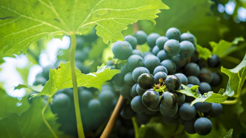 stock image of grapes