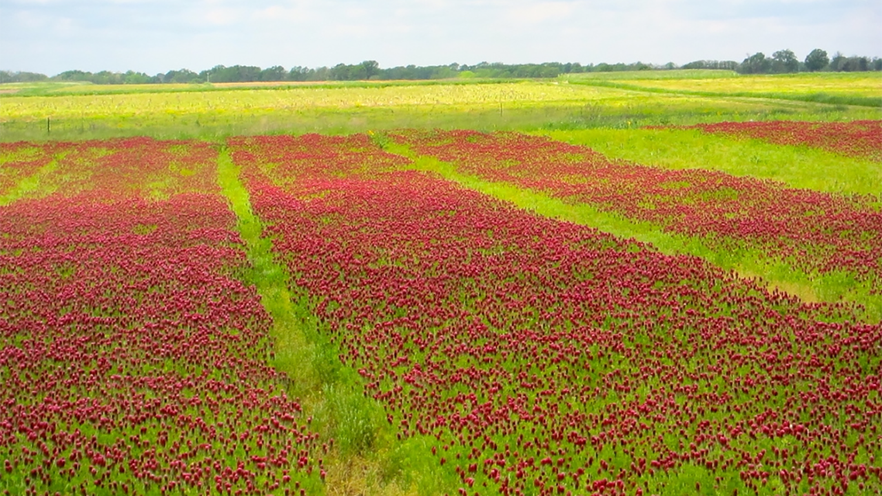 Crimson clover test plots at MU Bradford Research and Extension Center