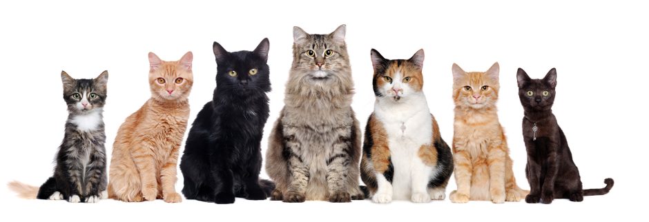 various cat breeds