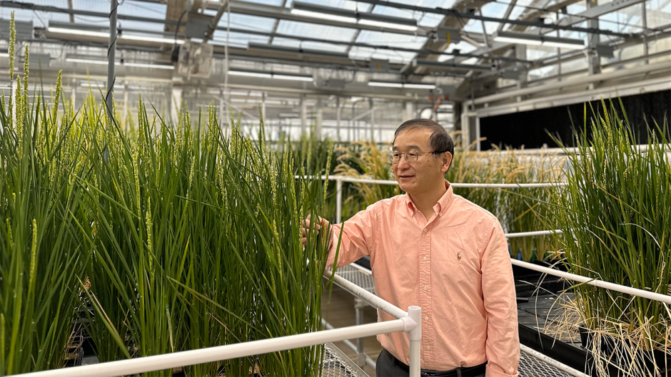 MU researcher Bing Yang stands in a lab filled with rice plant specimens.