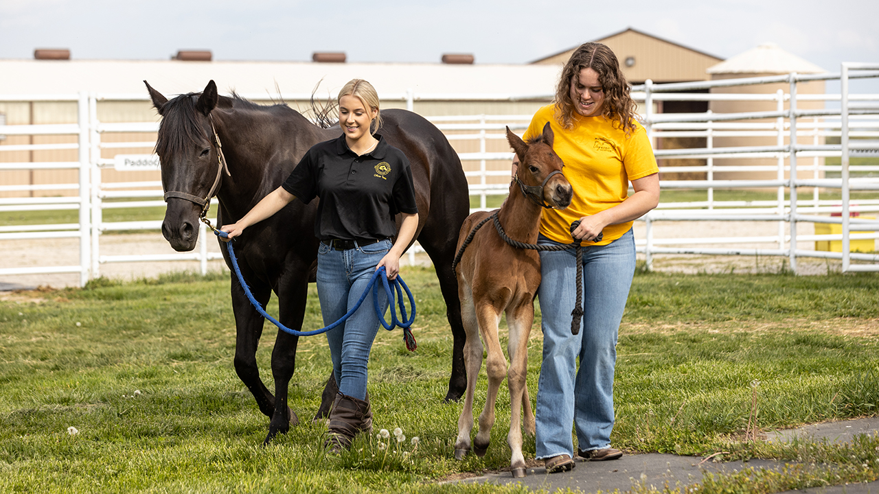 two students lead a mare and foal