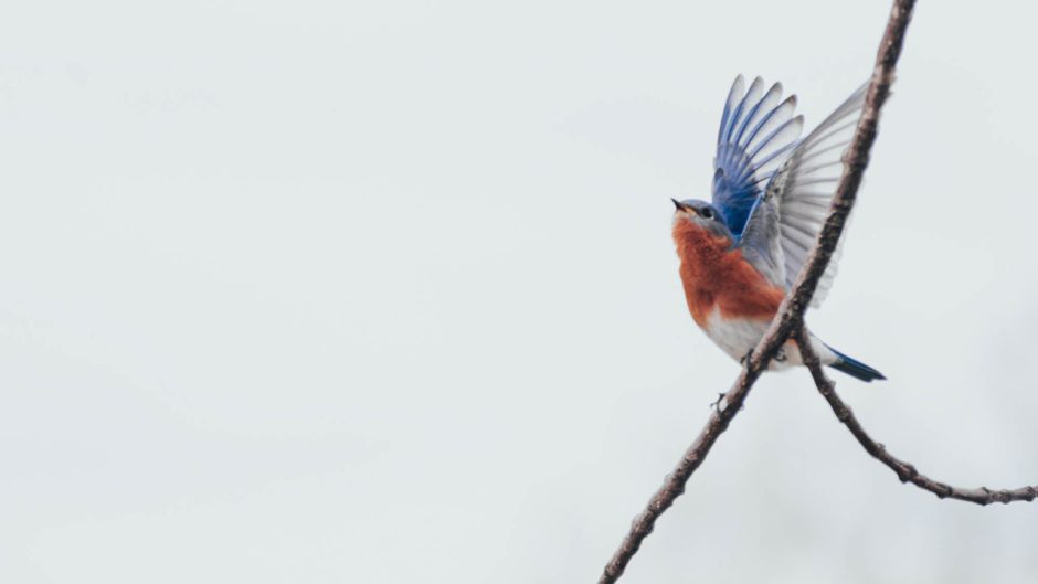a bluebird spreads its wings