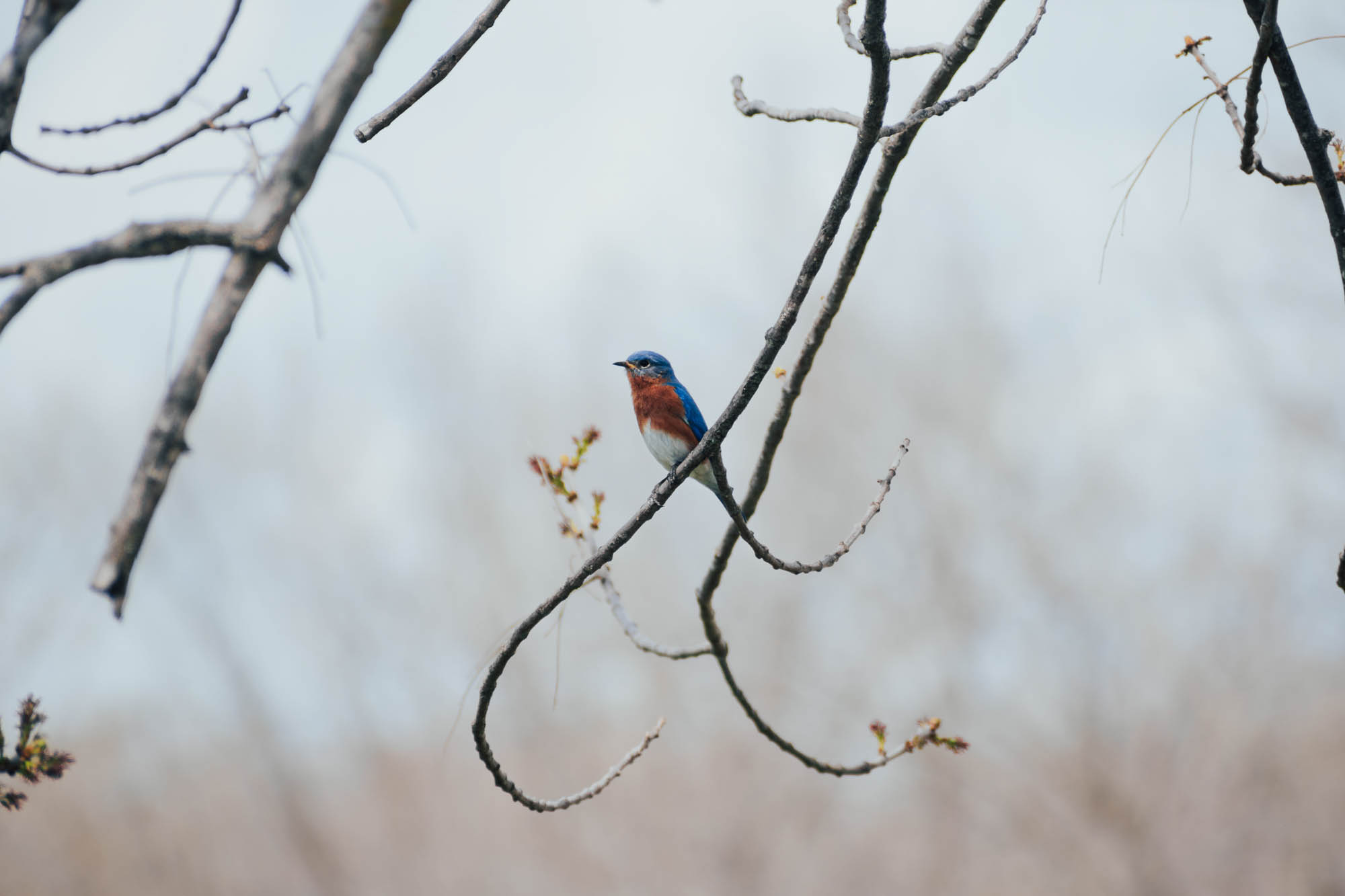 a bluebird sits delicately on a tree branch
