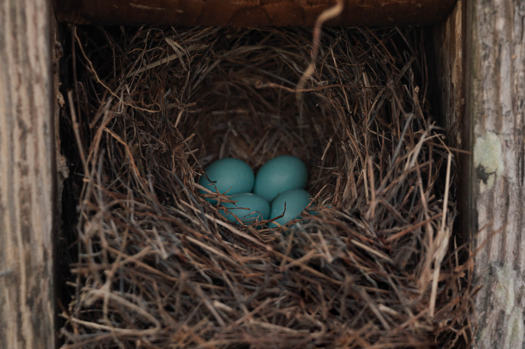 four blue eggs in a nest
