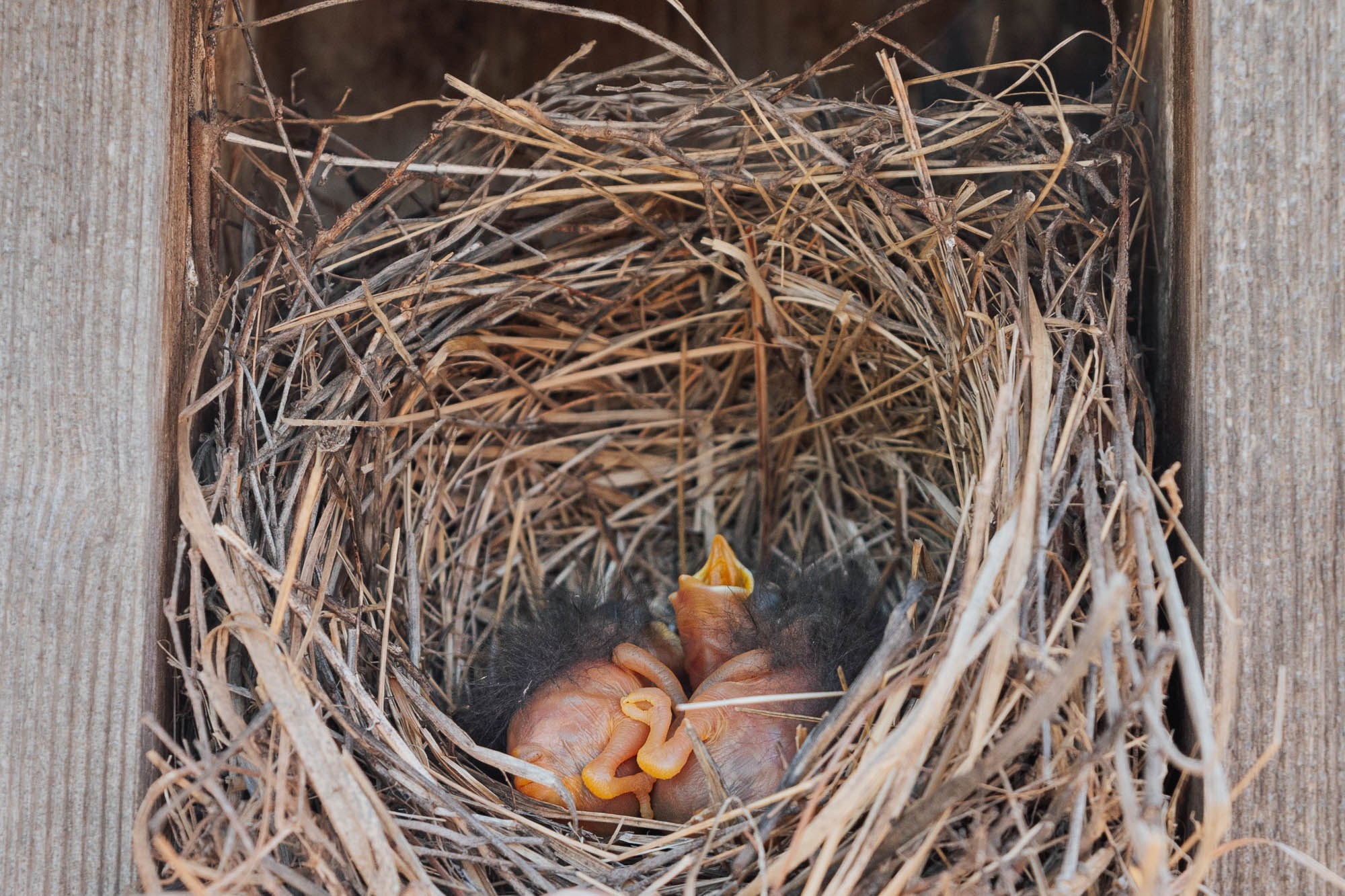 three newborn bluebirds in a nest