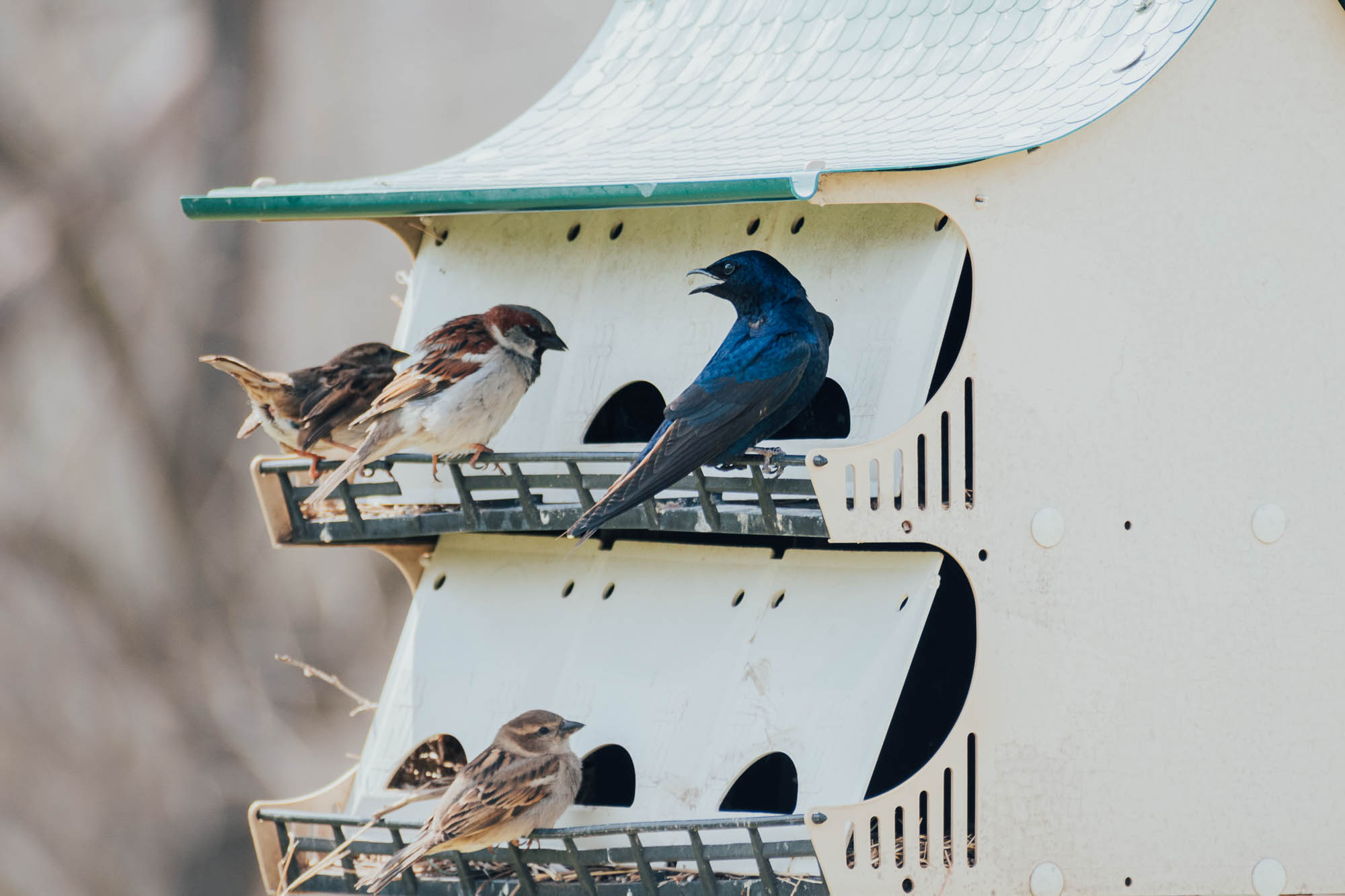 birds on the balcony of a bird house