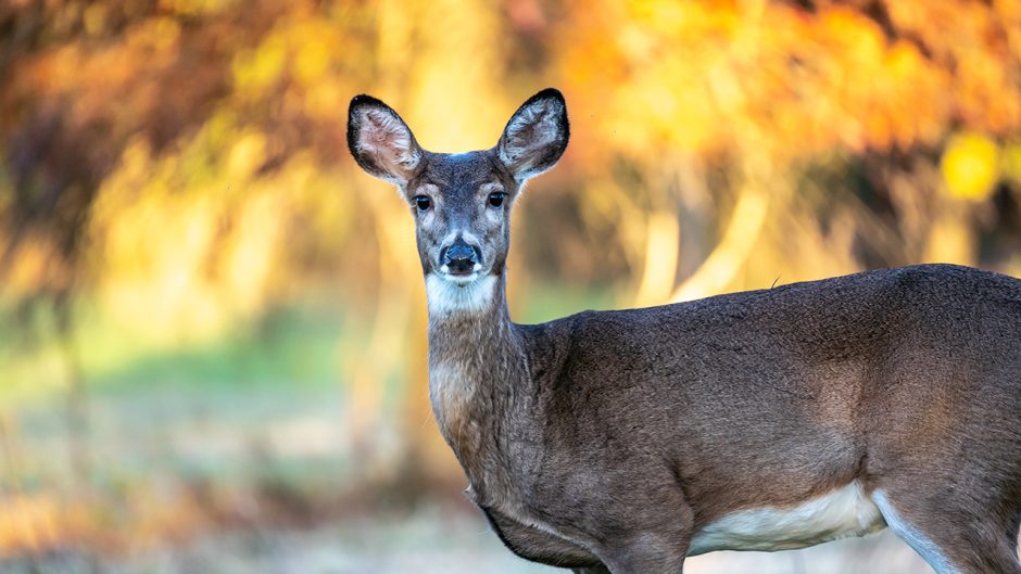 White-tailed Deer doe with fall leaf color background looking at camera