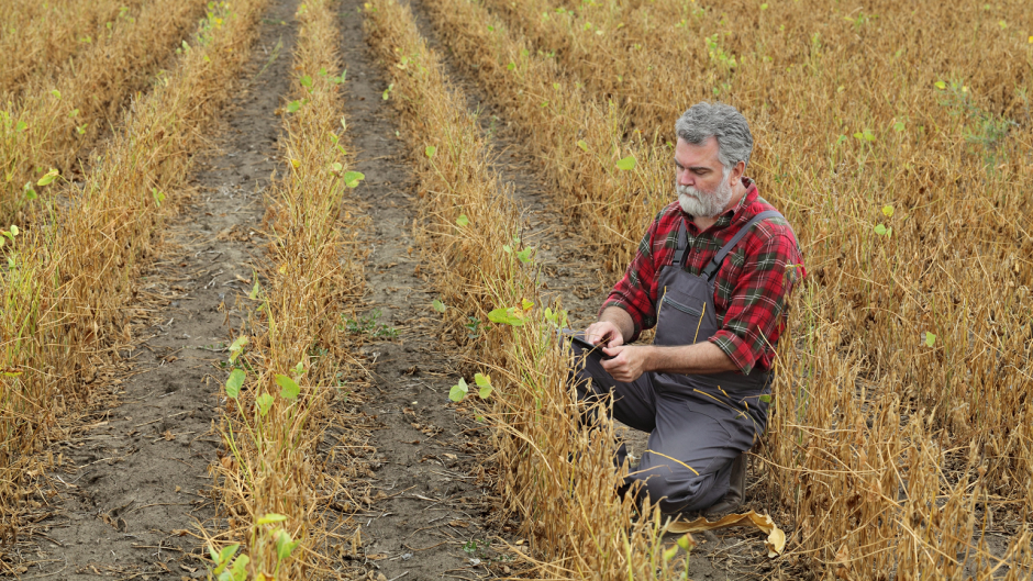 Farmer surveys crops in field.