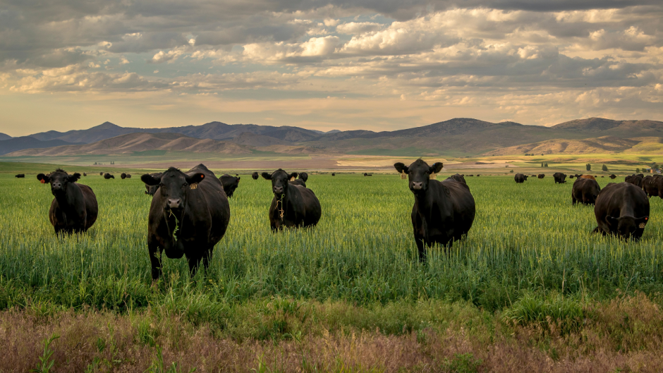 Herd of black Angus cattle in field. Source: Shutterstock