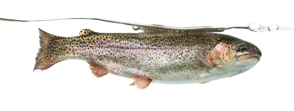 trout in water