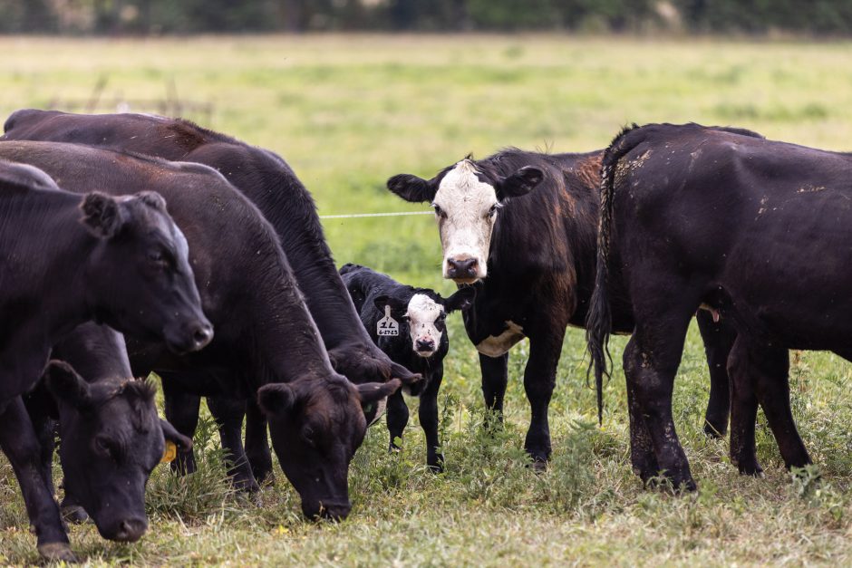 cows eating grass