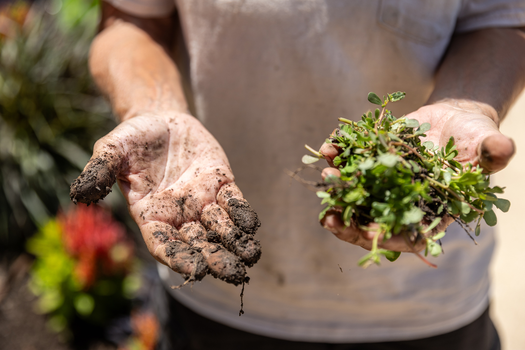 colleen thomas' hands covered in dirt, holding some greens