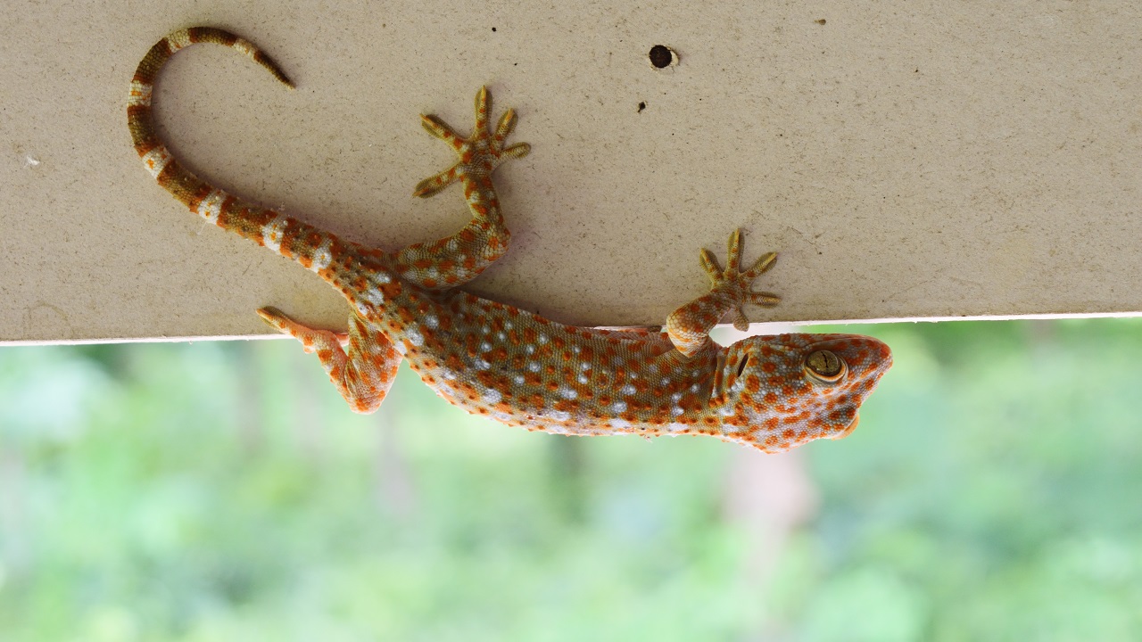 Gecko on a wall with trees in the background